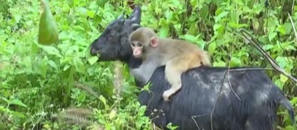 Baby Monkey Adopted by Family of Goats in China - Sputnik International