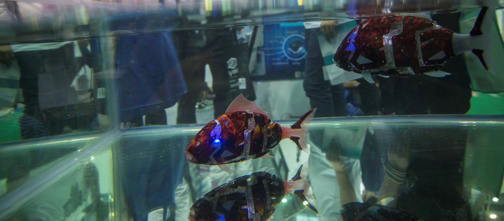 Fish robots swim in a pool during China Hi-Tech Fair in Shenzhen, China, November 16, 2016. Picture taken November 16, 2016 Fish robots swim in a pool during China Hi-Tech Fair in Shenzhen, China, November 16, 2016. Picture taken November 16, 2016 - Sputnik International, 1920, 25.01.2021