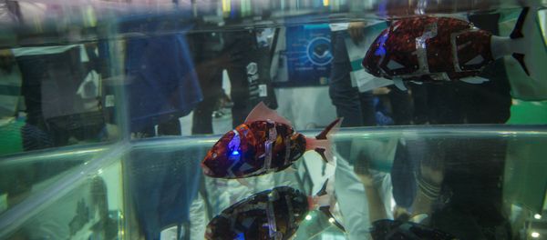 Fish robots swim in a pool during China Hi-Tech Fair in Shenzhen, China, November 16, 2016. Picture taken November 16, 2016 Fish robots swim in a pool during China Hi-Tech Fair in Shenzhen, China, November 16, 2016. Picture taken November 16, 2016 - Sputnik International