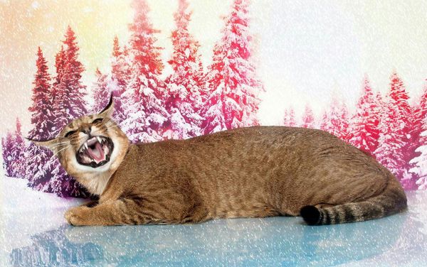 Ginny the caracat Ginny the caracat - Sputnik International