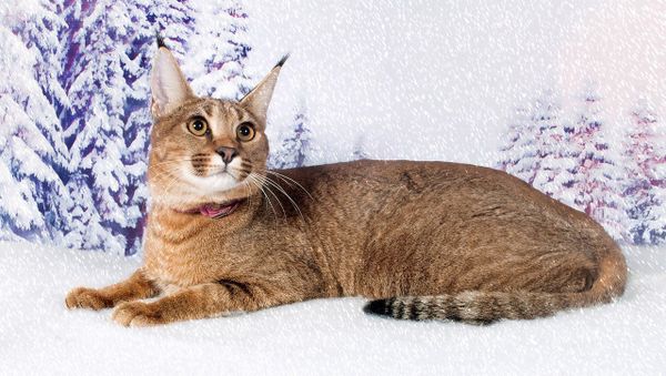 Ginny the caracat - Sputnik International