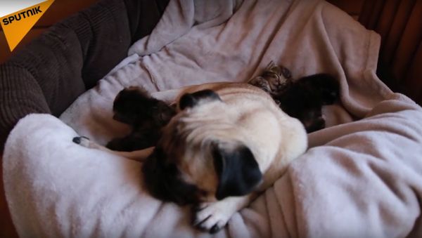 Pug Adopts 3 Little Kittens - Sputnik International