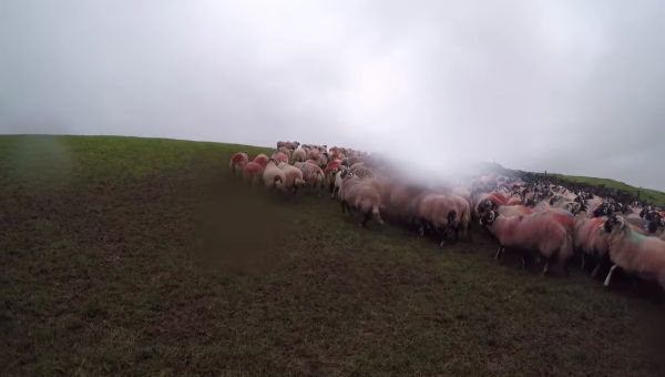 Pheasant Thinks It's A Sheepdog And Rounds Up Herd - Sputnik International