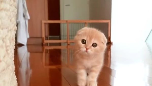 Kitty Gets Sneakily Close to Owner DailyPicksandFlicks DailyPicksandFlicks - Sputnik International