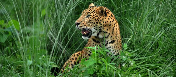 A leopard sits at the rehabilitation centre of the Jaldapara Wild Life Sanctuary, some 165 kms from Siliguri on July 4, 2009 - Sputnik International