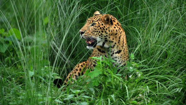 A leopard sits at the rehabilitation centre of the Jaldapara Wild Life Sanctuary, some 165 kms from Siliguri on July 4, 2009 A leopard sits at the rehabilitation centre of the Jaldapara Wild Life Sanctuary, some 165 kms from Siliguri on July 4, 2009 - Sputnik International