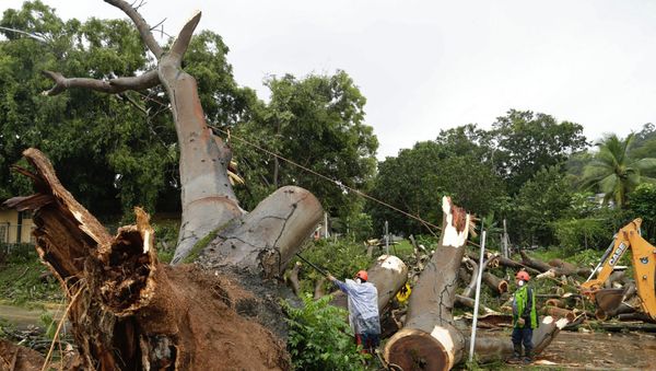 Workers cut a tree that fell and killed a boy outside a school in Panama City, Tuesday, Nov. 22, 2016 Workers cut a tree that fell and killed a boy outside a school in Panama City, Tuesday, Nov. 22, 2016 - Sputnik International