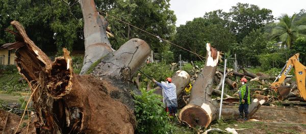 Workers cut a tree that fell and killed a boy outside a school in Panama City, Tuesday, Nov. 22, 2016 Workers cut a tree that fell and killed a boy outside a school in Panama City, Tuesday, Nov. 22, 2016 - Sputnik International