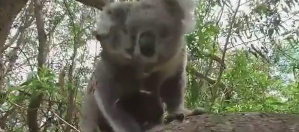 Koala Joeys Climb All Over Their Mum - Sputnik International