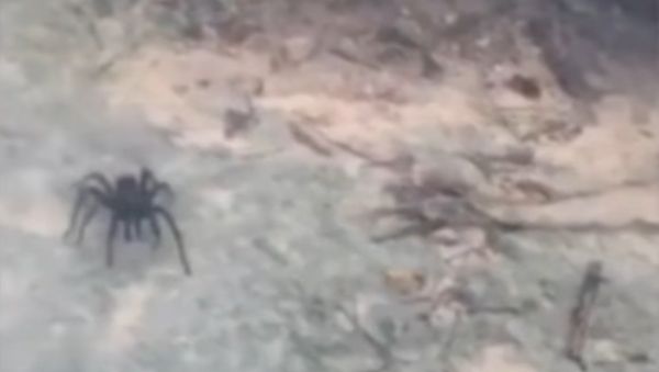 Arachnophobe's worst nightmare as spider as big as a TORTOISE runs out of bushes towards holiday - Sputnik International