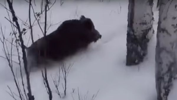 Where are you going, boars? - Sputnik International