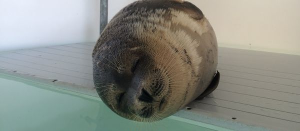 CASPIAN SEALS - Sputnik International