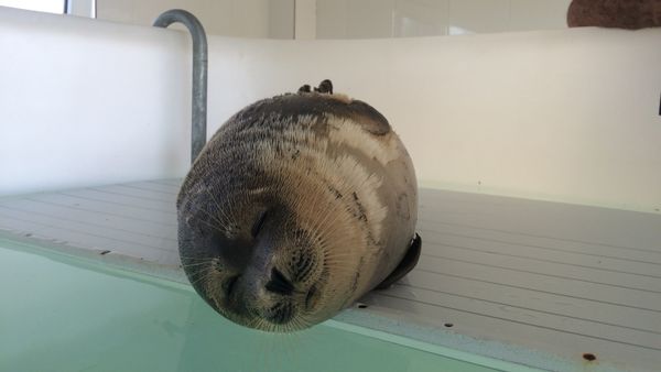 CASPIAN SEALS - Sputnik International