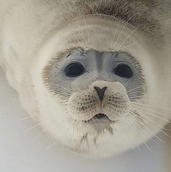 Caspian seal Caspian seal - Sputnik International