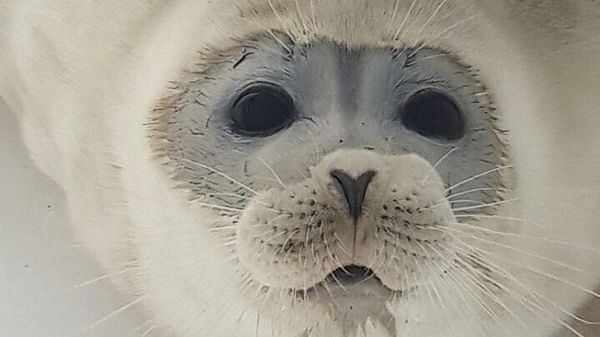 Caspian seal - Sputnik International