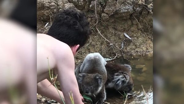 Curios Koala Climbs Onto Boy For A Hug - Sputnik International
