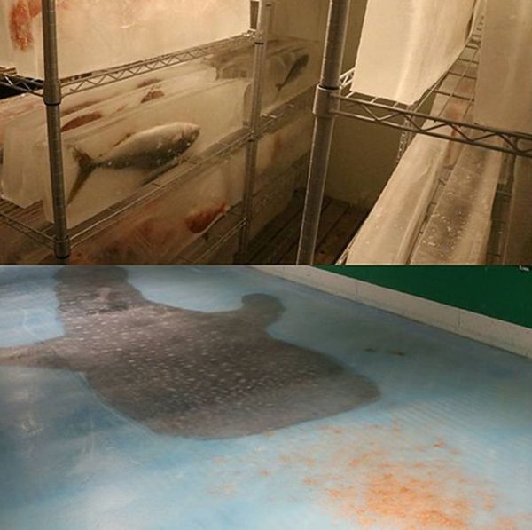 Exhibition of the whale shark - Sputnik International