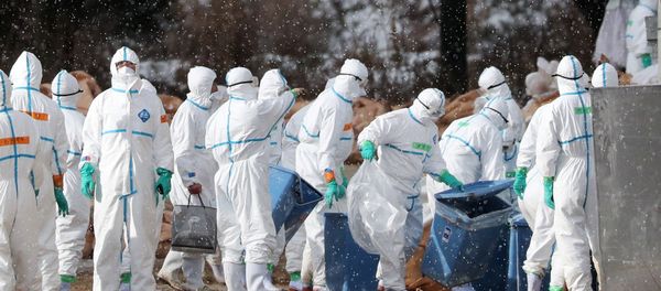 Workers wearing protective suits cull ducks after some tested positive for H5 bird flu at a poultry farm in Aomori, northern Japan, in this photo taken by Kyodo November 29, 2016. Workers wearing protective suits cull ducks after some tested positive for H5 bird flu at a poultry farm in Aomori, northern Japan, in this photo taken by Kyodo November 29, 2016. - Sputnik International