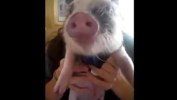 HUNGRY PIG - Sputnik International