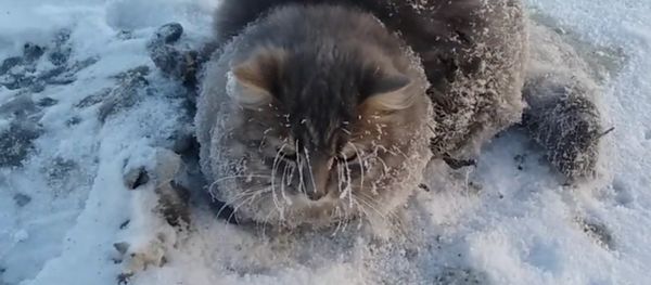 Couple Saves Frozen Kitty Stuck in Ice - Sputnik International