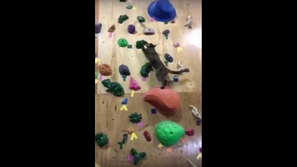Cat climbing a rock wall - Sputnik International