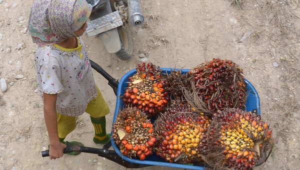 This picture taken on September 16, 2015 shows a girl pushing a cart while working at a palm oil plantation area in Pelalawan, Riau province in Indonesia's Sumatra island. - Sputnik International