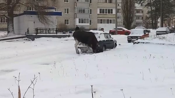Moose sniffs exhaust fumes - Sputnik International
