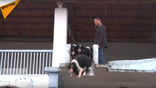 Chinese Pigs Showing Off Their Diving Skills - Sputnik International