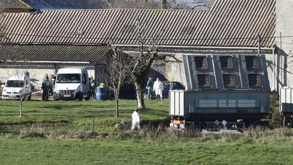 A truck for the carcasses of animals arrives as members of the French National Health and Safety Agency work on a duck farm in the municipality of Almayrac, Tarn, southwestern France, where the 'highly pathogenic' avian influenza H5N8 was detected - Sputnik International