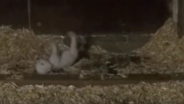 That's How We Roll: Berlin Zoo's Polar Bear Cub Rolls Around - Sputnik International