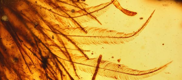 Dinosaur Tail in amber Dinosaur Tail in amber - Sputnik International