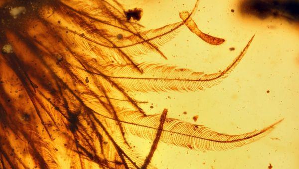 Dinosaur Tail in amber - Sputnik International