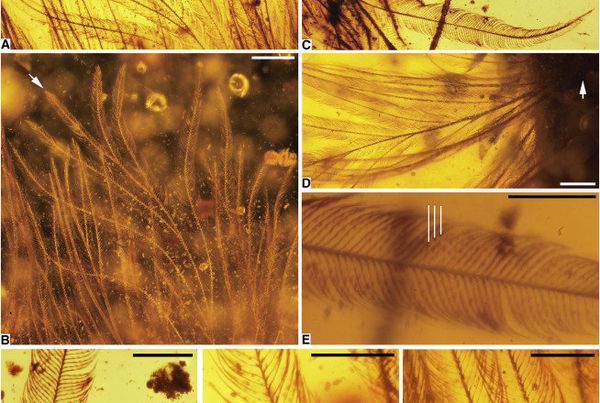 Dinosaur Tail in amber Dinosaur Tail in amber - Sputnik International