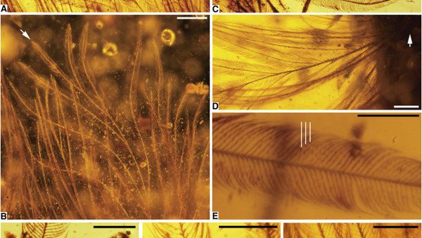 Dinosaur Tail in amber - Sputnik International