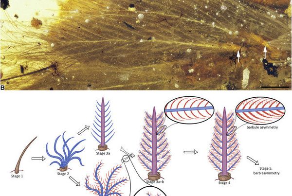 Dinosaur Tail in amber Dinosaur Tail in amber - Sputnik International