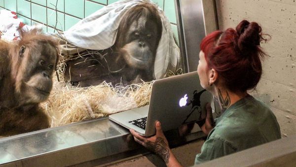 Orangutans watches a video of a male orangutan in a Belgian zoo - Sputnik International