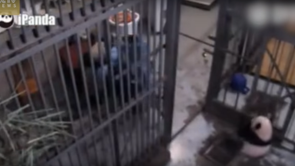 Panda Cubs Make Attempt to Escape - Sputnik International