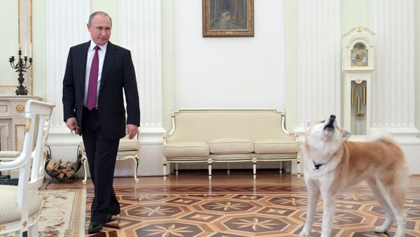December 7, 2016. The Moscow Kremlin. Russian President Vladimir Putin and his Akita-inu dog Yume before being interviewed by Nippon Television Network Corporation and Yomiuri Shimbun in the run-up to his official visit to Japan - Sputnik International
