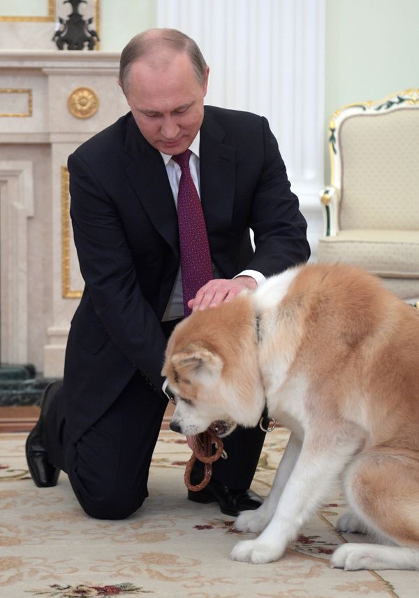 December 7, 2016. The Moscow Kremlin. Russian President Vladimir Putin and his Akita-inu dog Yume before being interviewed by Nippon Television Network Corporation and Yomiuri Shimbun in the run-up to his official visit to Japan December 7, 2016. The Moscow Kremlin. Russian President Vladimir Putin and his Akita-inu dog Yume before being interviewed by Nippon Television Network Corporation and Yomiuri Shimbun in the run-up to his official visit to Japan - Sputnik International
