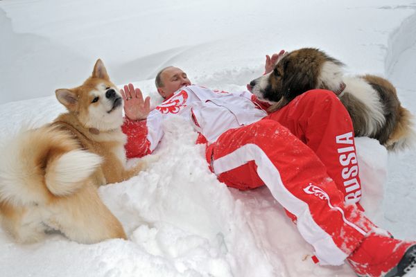 March 24, 2013. President Vladimir Putin and his dogs, Buffy the Bulgarian Shepherd and Yume the Akita Inu, walk in the Moscow Region March 24, 2013. President Vladimir Putin and his dogs, Buffy the Bulgarian Shepherd and Yume the Akita Inu, walk in the Moscow Region - Sputnik International