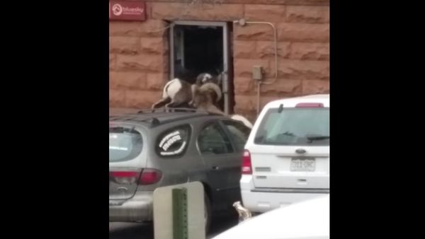 Bighorn sheep breaks glass door - Sputnik International