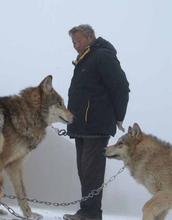 Mr. Yang keeps wolves purely for pleasure and does not sell any of his animals - Sputnik International