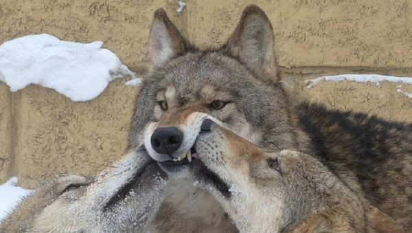 Mr. Yang says over the years he had been bitten by a wolf only once - Sputnik International