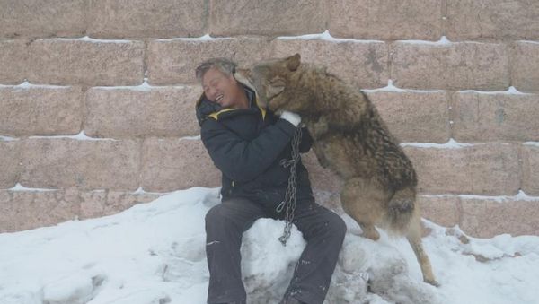 Chinese Businessman Spends ¥1m a Year Raising Pack of 150 Wolves - Sputnik International