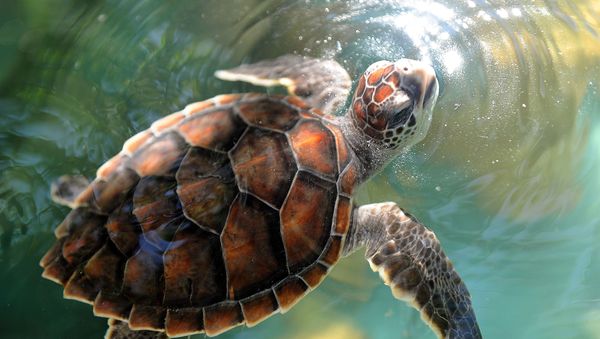 Hawksbill turtle cub - Sputnik International