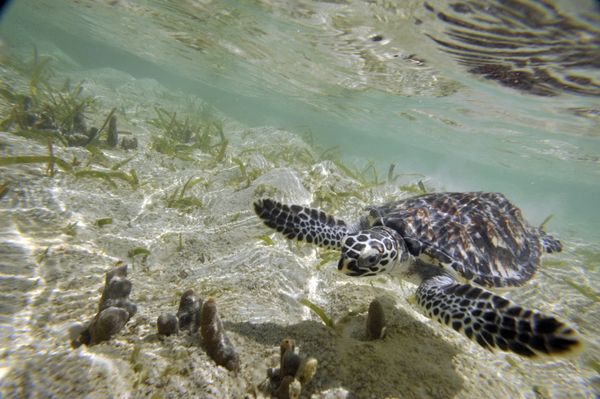  Hawksbill turtle - Sputnik International