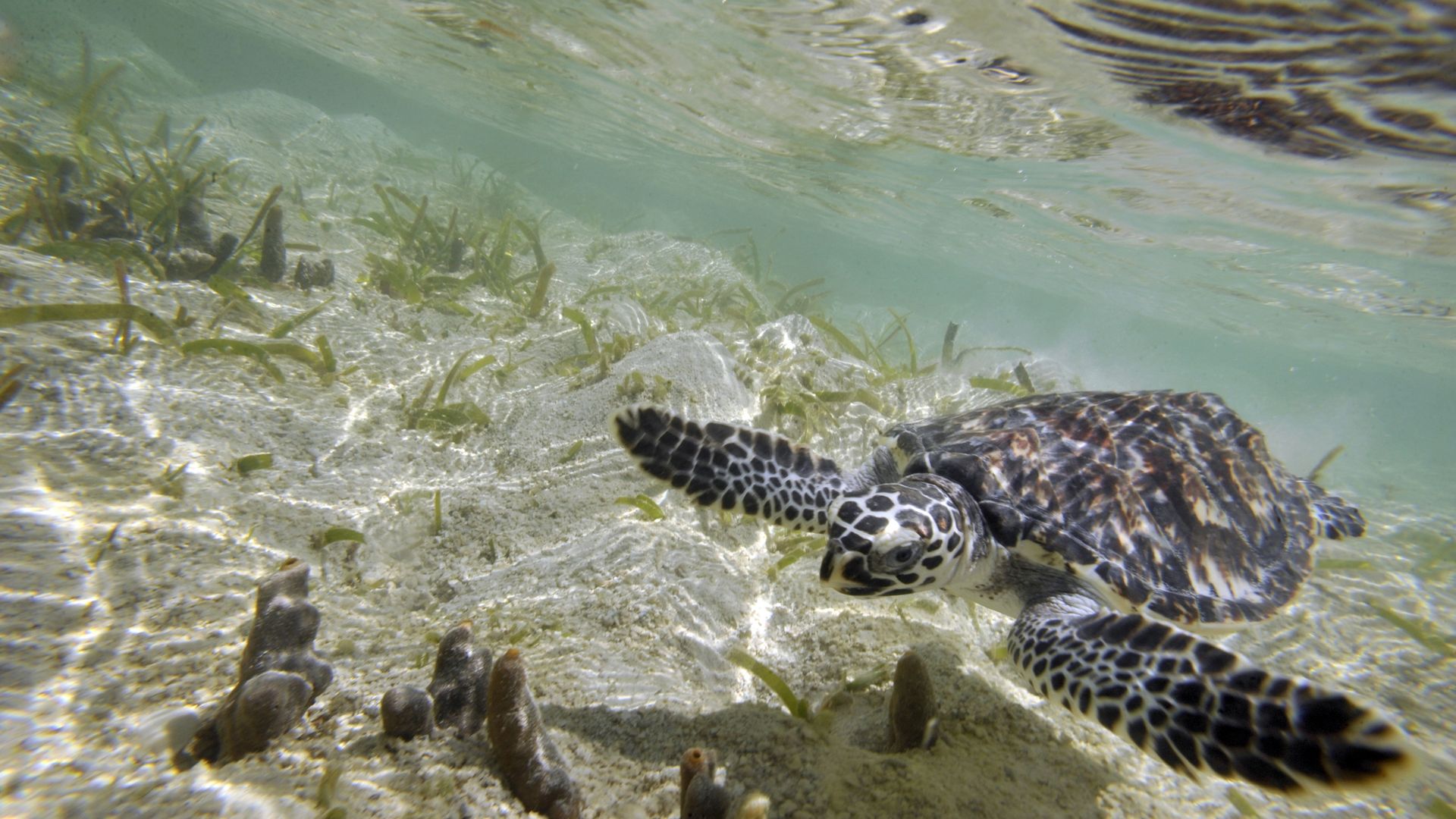 Hawksbill turtle Hawksbill turtle - Sputnik International, 1920, 24.02.2021
