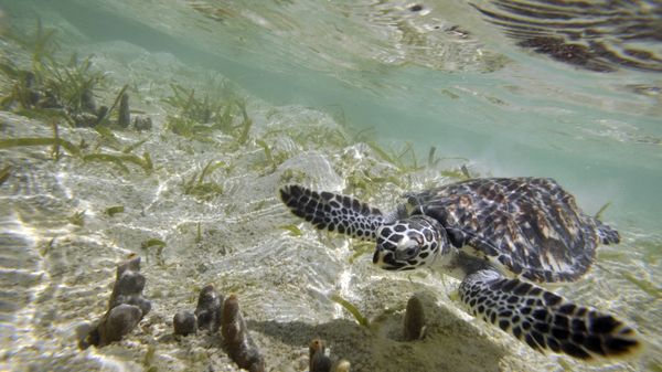  Hawksbill turtle - Sputnik International