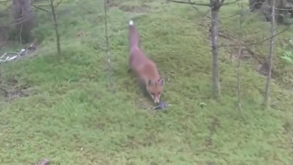 Fox and car keys - Sputnik International