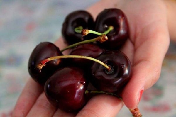 Organic cherries of Hunza valley - Sputnik International